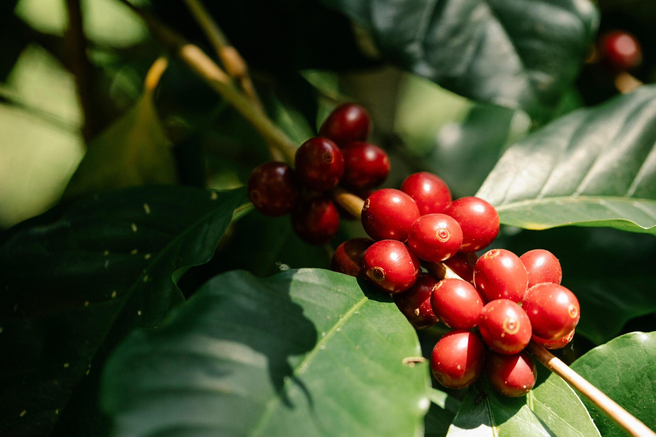 Sustainable Coffee Beans